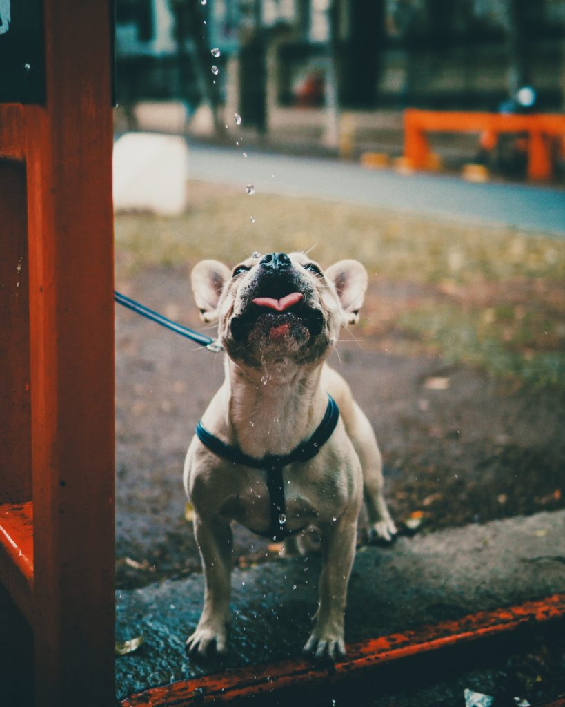dog drinking water droplets